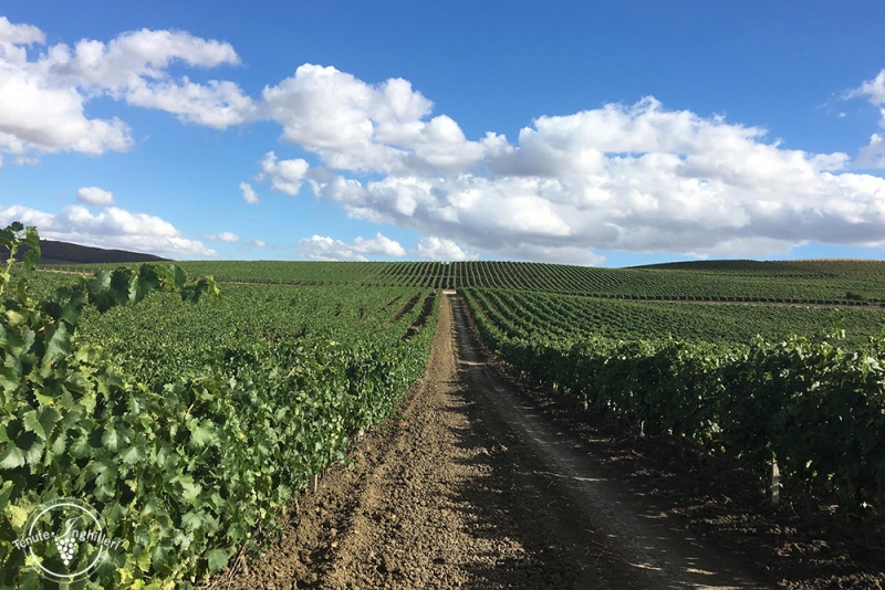 WINE TASTING EXPERIENCE